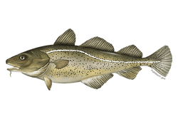 Atlantic Cod